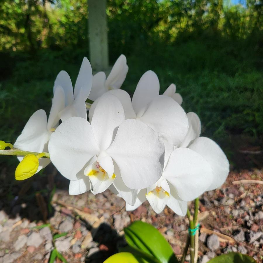 Bed and Breakfast Hoomaikai Blessings Keaau Exteriér fotografie